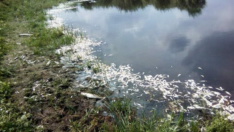 Екоінспекція не встановила причину загибелі риби в річці Сугоклея у Кропивницькому
