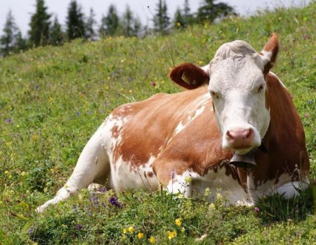 Держпродспоживслужба області спростовує інформацію про загибель великої рогатої худоби у Вільшанському районі