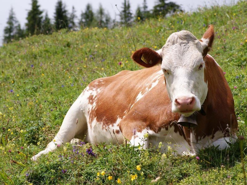 Держпродспоживслужба області спростовує інформацію про загибель великої рогатої худоби у Вільшанському районі
