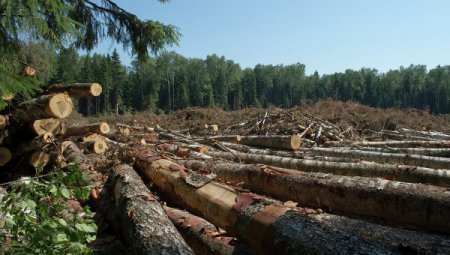 У Знам’янці чоловік вирубав лісу на 61 тисячу гривень