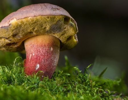 У Кропивницькому зафіксовано випадок отруєння грибами