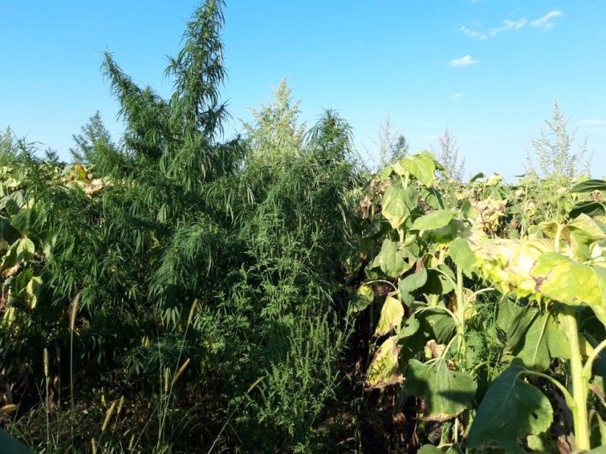 На Кіровоградщині СБУ виявила плантацію коноплі на понад 3,5 мільйони гривень. ФОТО