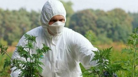 Кіровоградська облрада прийняла програму по боротьбі з карантинними рослинами