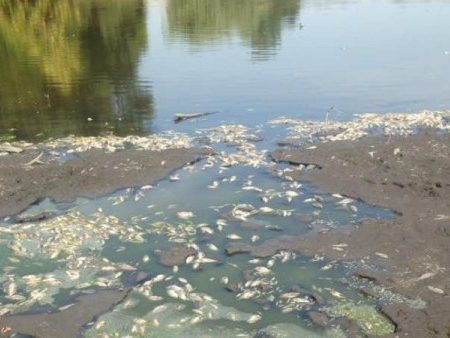 В одному зі ставків Компаніївського району теж загинула риба. ФОТО