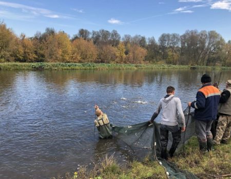 Кременчуцьке та Кам’янське водосховища на Кіровоградщині зарибили міліорантами. ФОТО