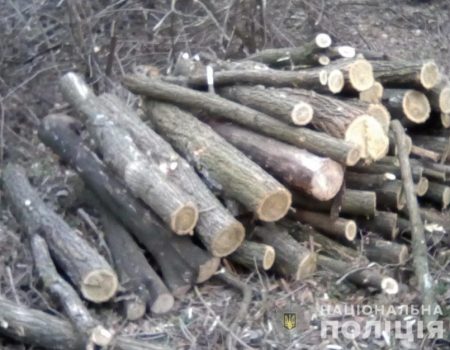 На Кіровоградщині поліцейські зупинили незаконну вирубку дерев