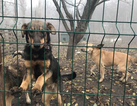 Питання про фінансування притулку для тварин у Кропивницькому винесуть на сесію