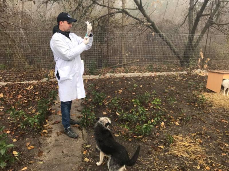 У Кропивницькому вакцинували від сказу безпритульних собак і котів