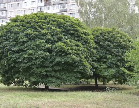 Як перейменовувати сквер біля обласної лікарні можна визначити шляхом громадського опитування