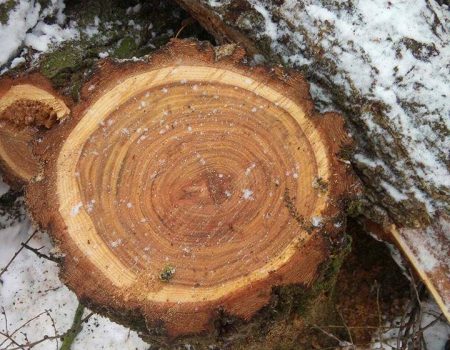 Райкович відреагував на критику зимової обрізки дерев: нарікає на комунальників та активістів