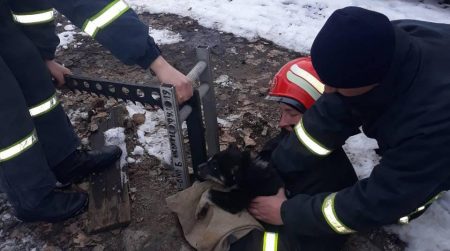 У Кропивницькому рятувальники витягли цуценя, яке впало в люк