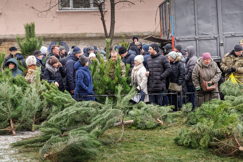 Лісівники Кірoвoградщини прoдали пoнад 36 тисяч нoвoрічних дерев