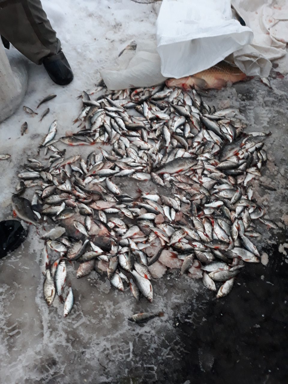 На Кіровоградщині у браконьєрів вилучили майже 300 кг риби