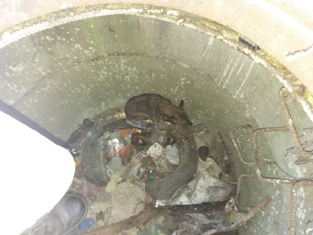 На Кіровоградщині пса, який упав у оглядовий колодязь звільнили рятувальники. ФОТО
