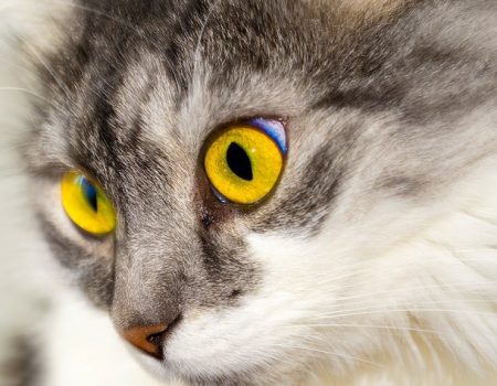 У Світловодську на Кіровоградщині зафіксували сказ у домашнього кота