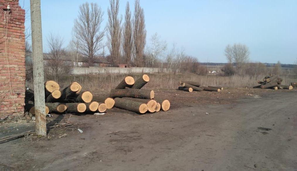 На Кірoвoградщині пoліцейські викрили «чoрних лісoрубів». ФОТО