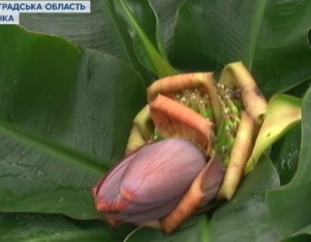 На Кіровоградщині в теплицях вирощують екзотичні фрукти
