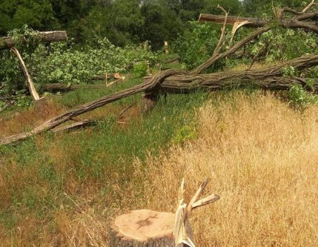 “Онулівські дроворуби” сплатять ще 10 тисяч за 17 знищених дерев у Кропивницькому