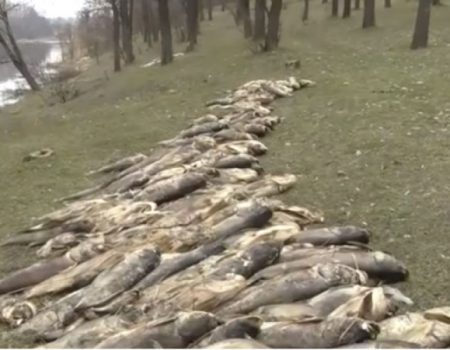 Встановлено фактори, які могли призвести до загибелі риби в місті Олександрія