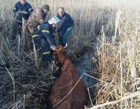 На Кіровоградщини рятувальники витягнули корову з трясовини