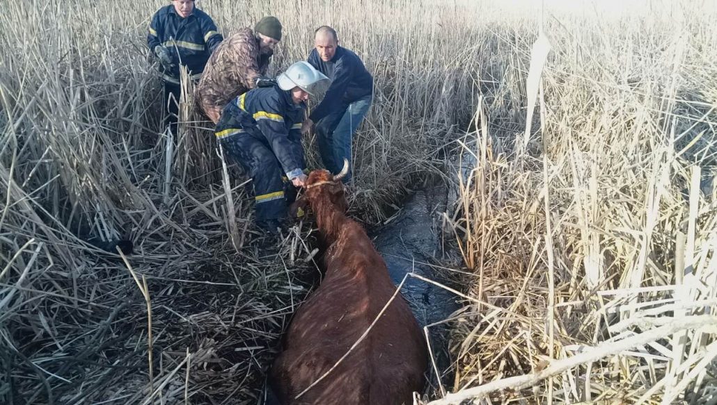 На Кіровоградщини рятувальники витягнули корову з трясовини