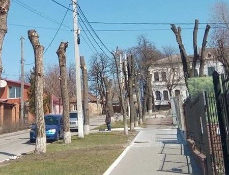 «Єлізавета» знову по-варварськи пообпилювали дерева у Кропивницькому