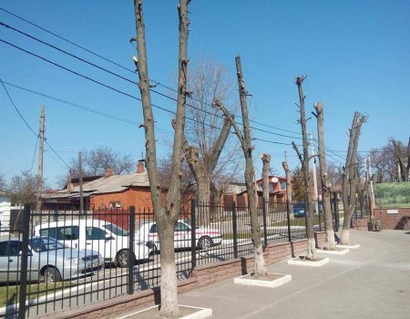 Громадські організації закликають заборонити варварську обрізку дерев у Кропивницькому