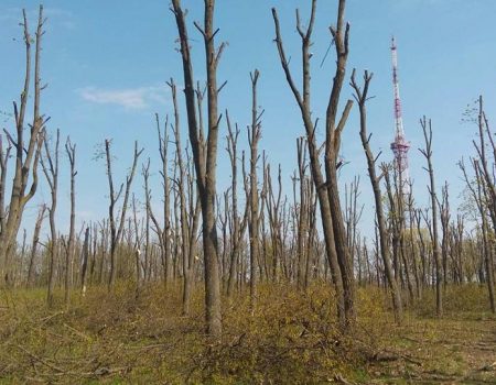 Екоактивісти подадуть до суду на КП “Єлізавета” за варварську обрізку дерев