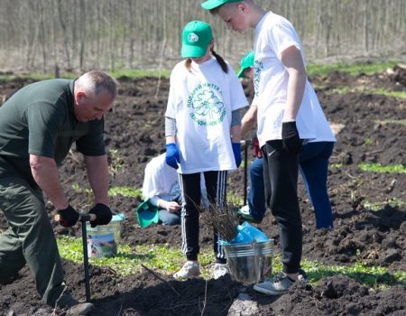 На Кіровоградщині висадили 3 тисячі саджанців дуба. ФОТО