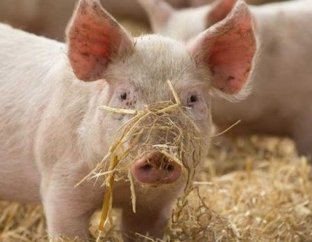 На Кіровоградщині ліквідовують спалах африканської чуми свиней