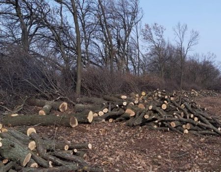 На Кіровоградщині незаконно вирубали дерева майже на три мільйони гривень