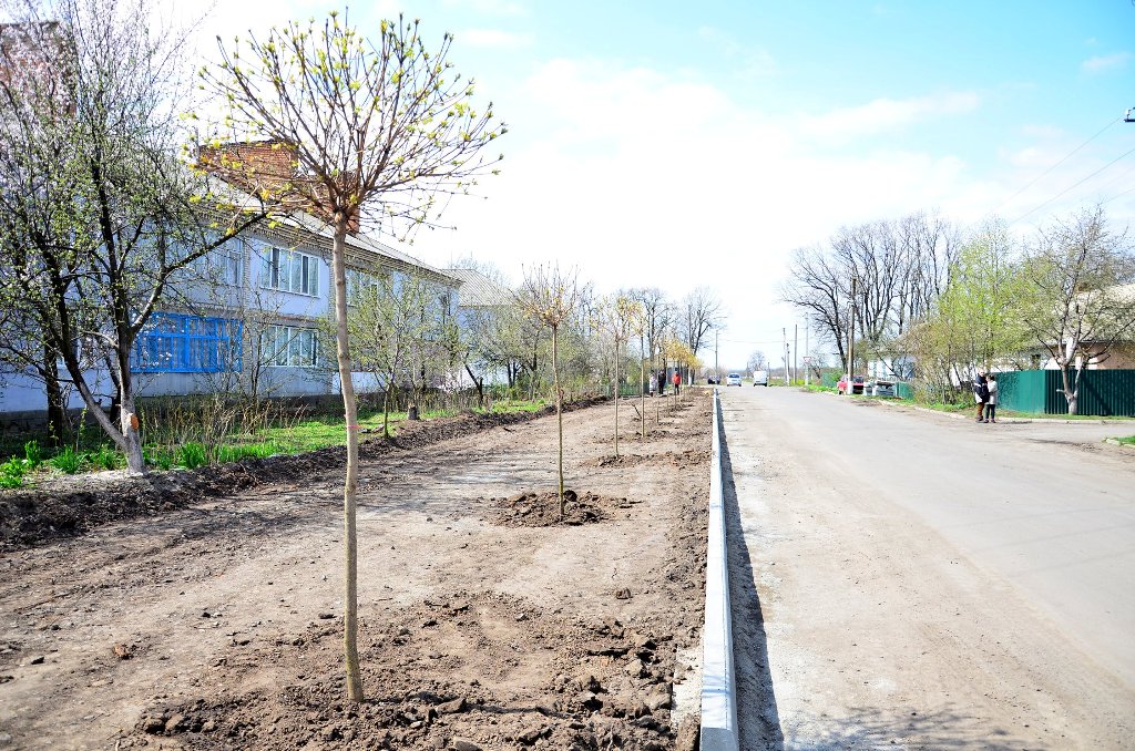 У Гайвороні на алеї Свободи висадили клени. ФОТО
