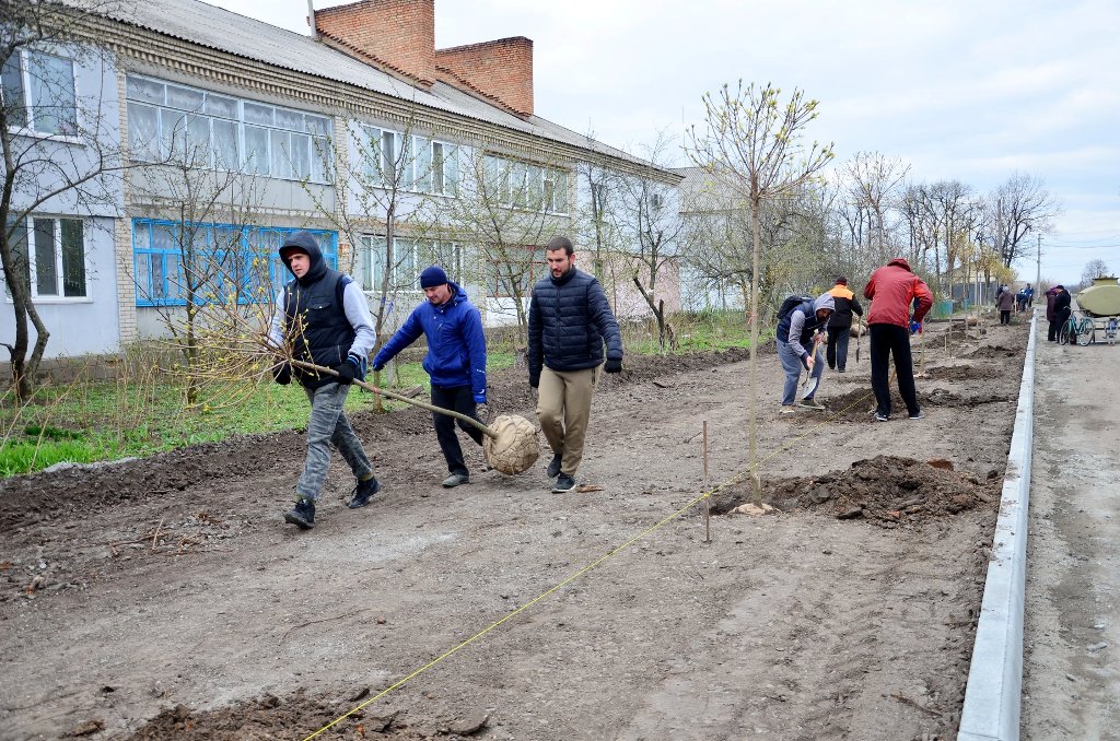 У Гайвороні на алеї Свободи висадили клени. ФОТО
