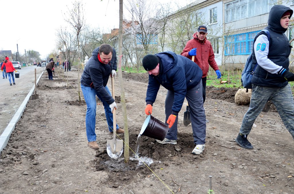 У Гайвороні на алеї Свободи висадили клени. ФОТО