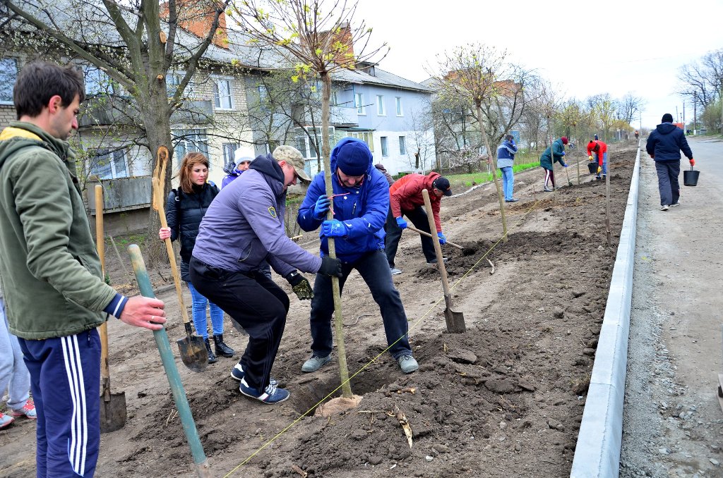 У Гайвороні на алеї Свободи висадили клени. ФОТО