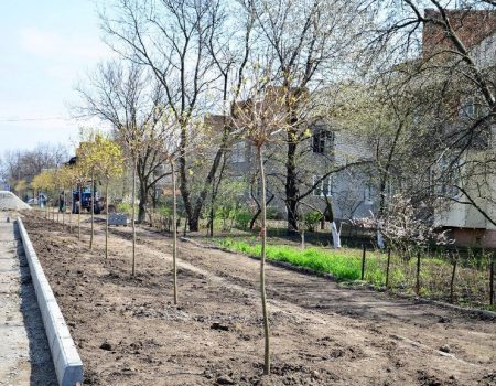 У Гайвороні на алеї Свободи висадили клени. ФОТО