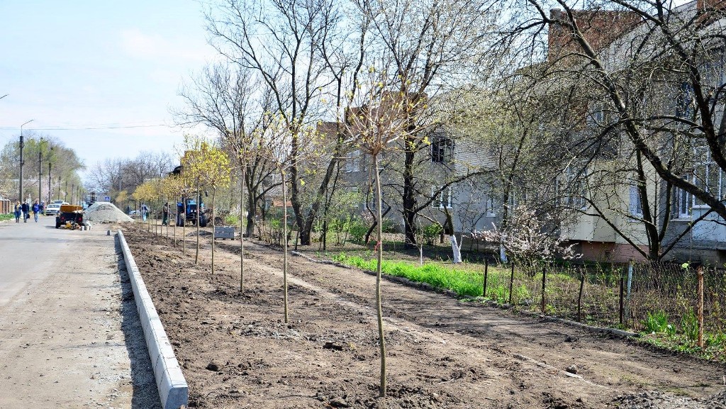 У Гайвороні на алеї Свободи висадили клени. ФОТО