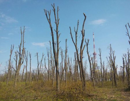 Горбунова просять внести зміни в проект реконструкції парку “Перемоги”, щоб врятувати 7 тисяч дерев