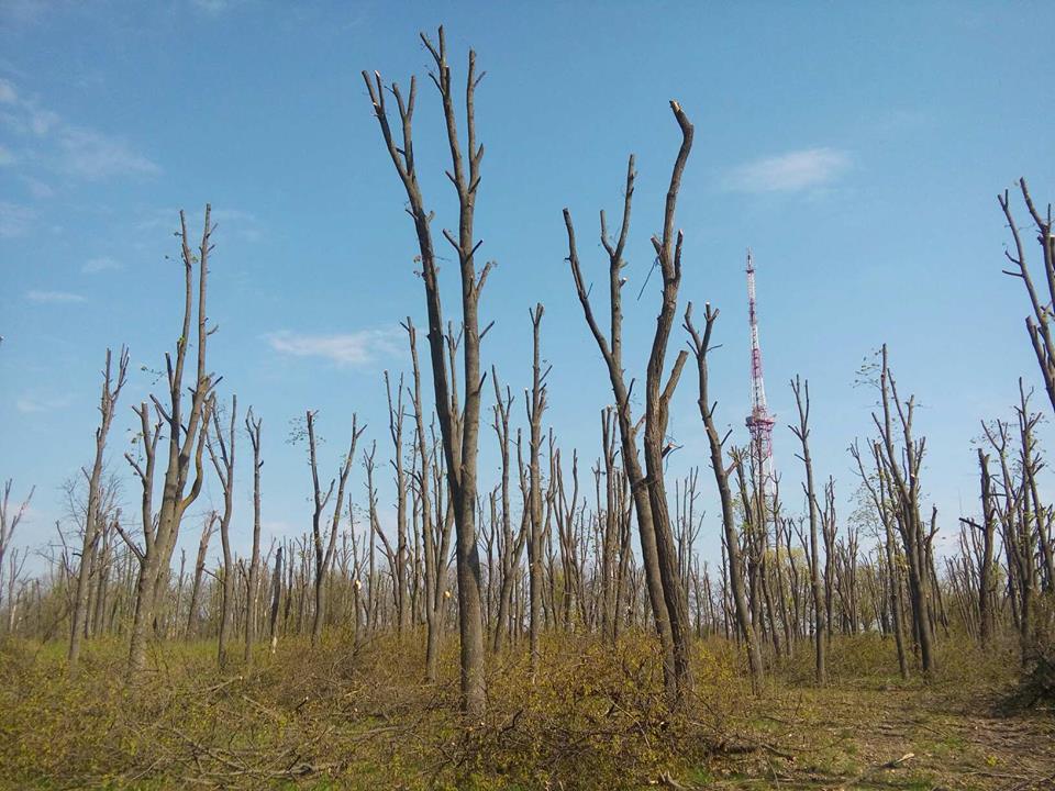 Влада підписалася під зобов’язанням зберегти решту дерев під час реконструкції парку Перемоги