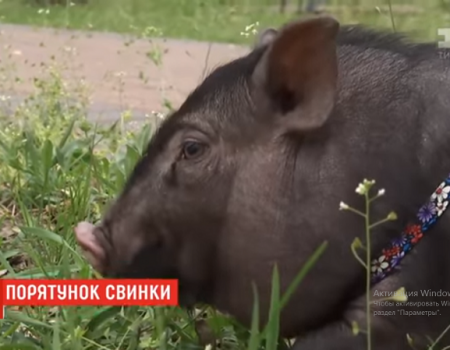 Кропивничани врятували мініатюрне порося та шукають його власників. ВІДЕО