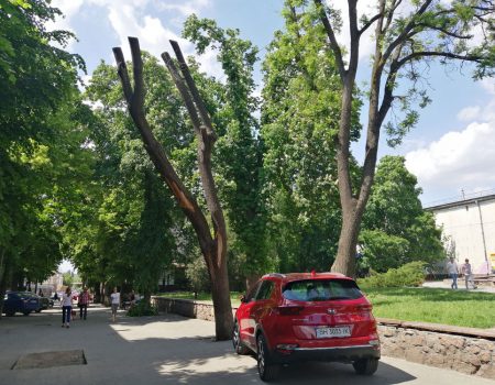 Депутати не проголосували за мораторій на обрізку дерев у Кропивницькому