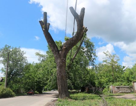 Райкович підписав розпорядження про заборону “варварської” обрізки дерев