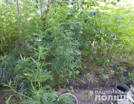 У селянина з Голованівського району виявили вдома плантацію коноплі. ФОТО