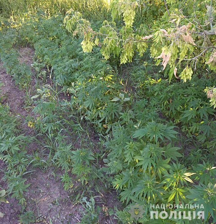 У селянина з Голованівського району виявили вдома плантацію коноплі. ФОТО