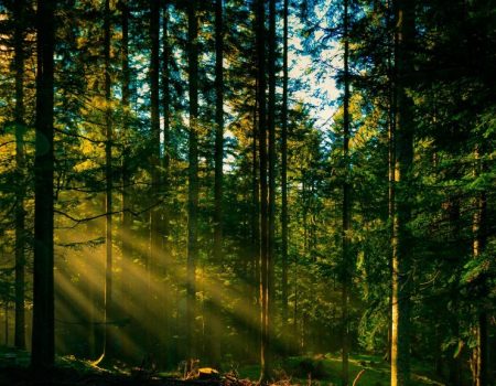 Кіровоградщина: Світловодській міськраді не вдалося відсудити у лісгоспу 31 гектар лісу