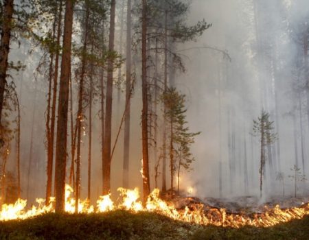 Поліція Кіровоградщини нагадує про відповідальність за порушення вимог пожежної безпеки в лісі