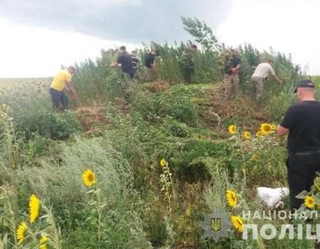 На Кіровоградщині поліцейські виявили поле коноплі на 3 мільйони гривень. ВІДЕО