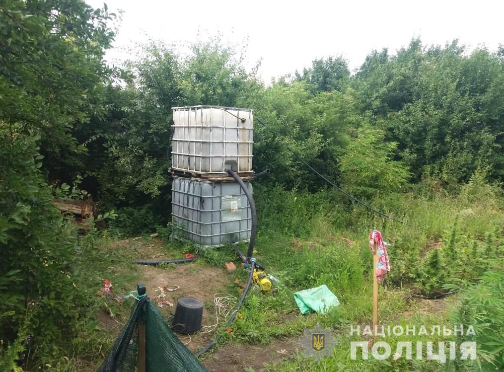 На Кіровоградщині поліцейські виявили плантацію коноплі, обладнану системою поливу. ФОТО