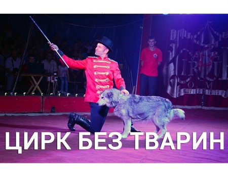 Міська влада Кропивницького заборонила цирку продаж квитків через використання в програмі тварин