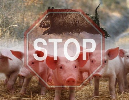 У 2019 року в області зареєстровано 2 випадки африканської чуми свиней
